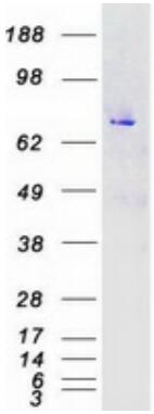 Coomassie blue staining of purified MAPK7 protein.